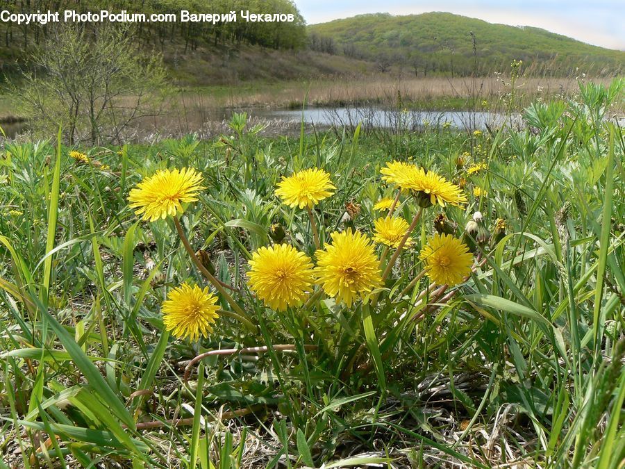 Dandelion, Flower, Plant, Asteraceae, Blossom, Flora, Daffodil