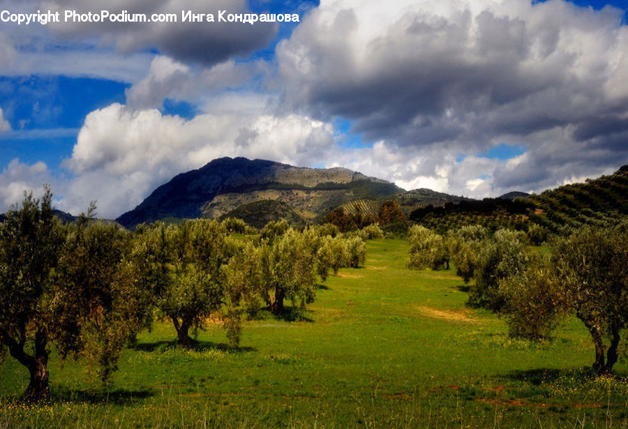 Field, Grass, Grassland, Land, Outdoors, Cloud, Cumulus