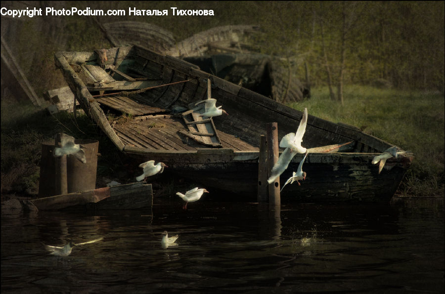 Bird, Seagull, Cabin, Hut, Rural, Shack, Shelter