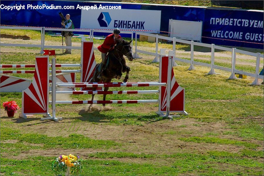 Animal, Horse, Mammal, People, Person, Human, Bench