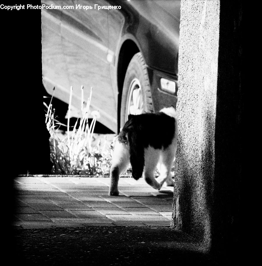 Animal, Canine, Collie, Dog, Mammal, Pet, Leisure Activities