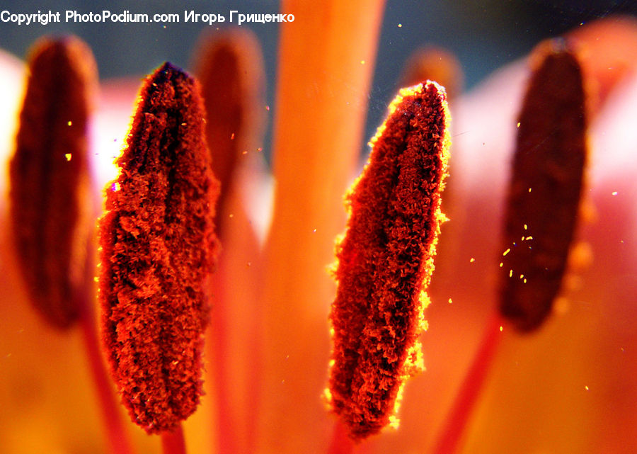 Flora, Pollen, Anther, Flower, Petal, Plant, Fire