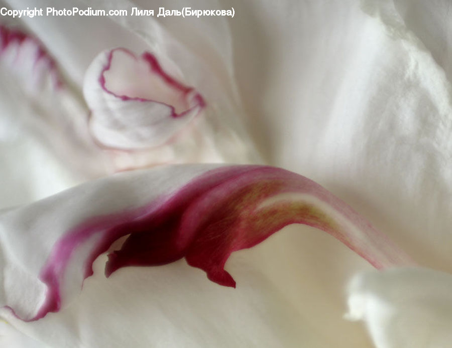 Flora, Flower, Gladiolus, Plant, Blossom, Geranium, Carnation