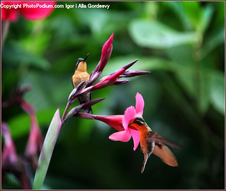 Flora, Flower, Gladiolus, Plant, Bee Eater, Bird, Aquilegia