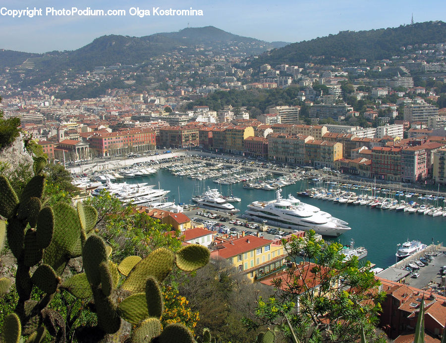 Plant, Potted Plant, Aerial View, Boat, Yacht, City, Downtown