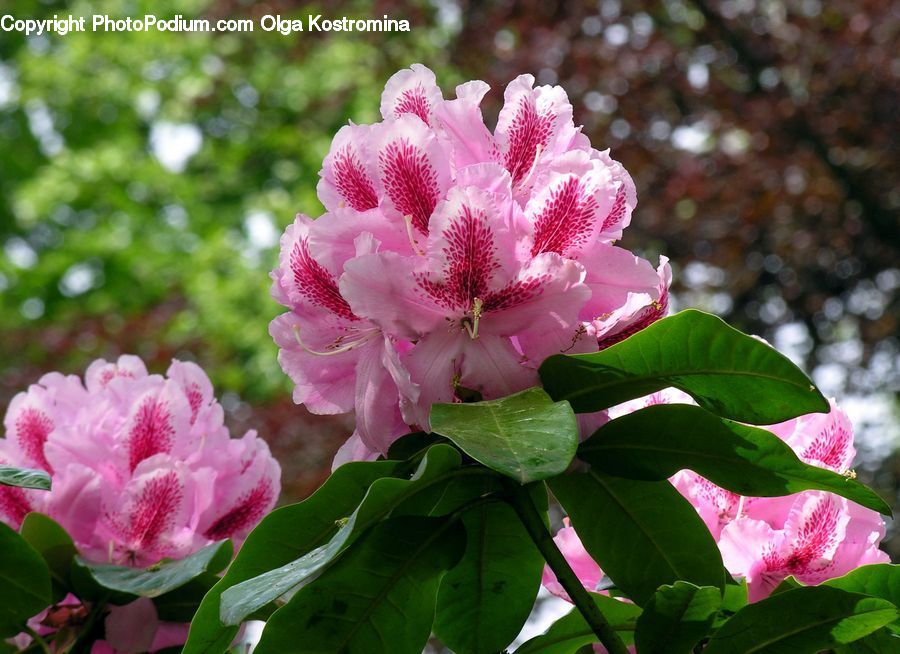 Blossom, Flora, Flower, Plant, Peony, Petal, Carnation