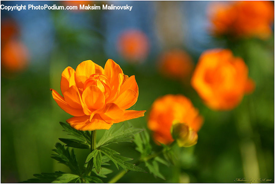 Blossom, Flora, Flower, Plant, Tulip, Geranium, Cosmos