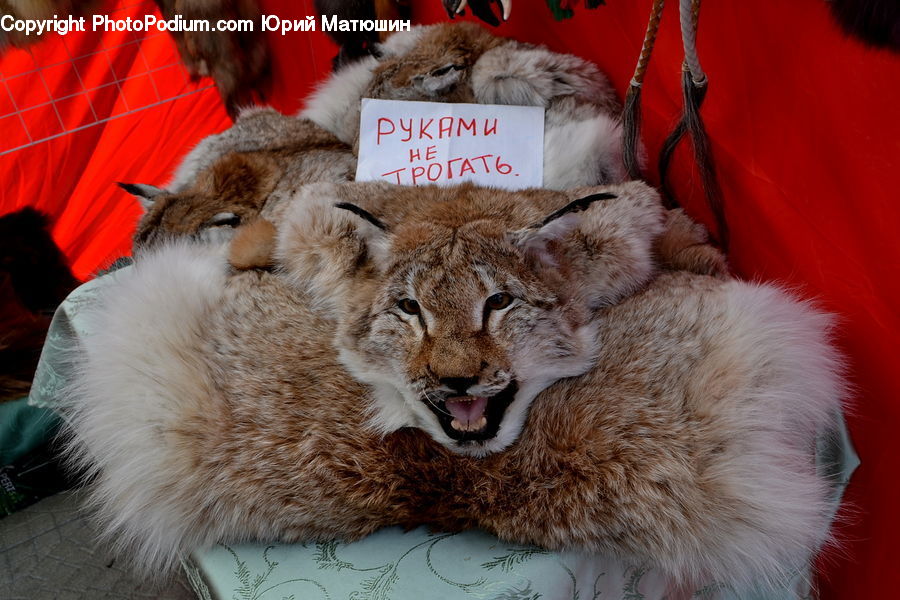 Animal, Lion, Wildlife, Pet