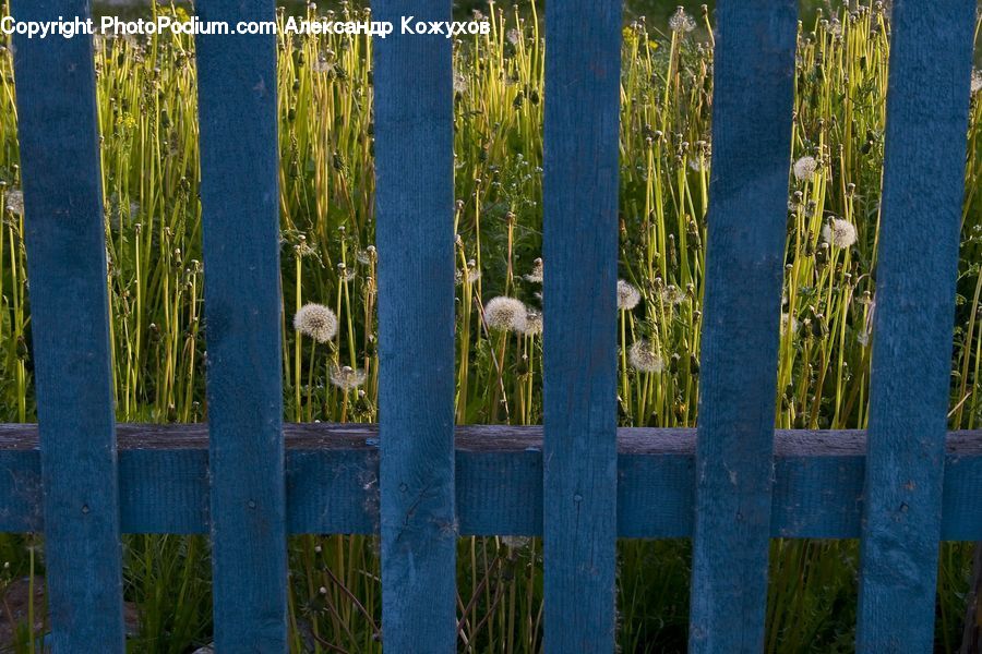 Plant, Potted Plant, Grass, Reed, Land, Marsh, Outdoors