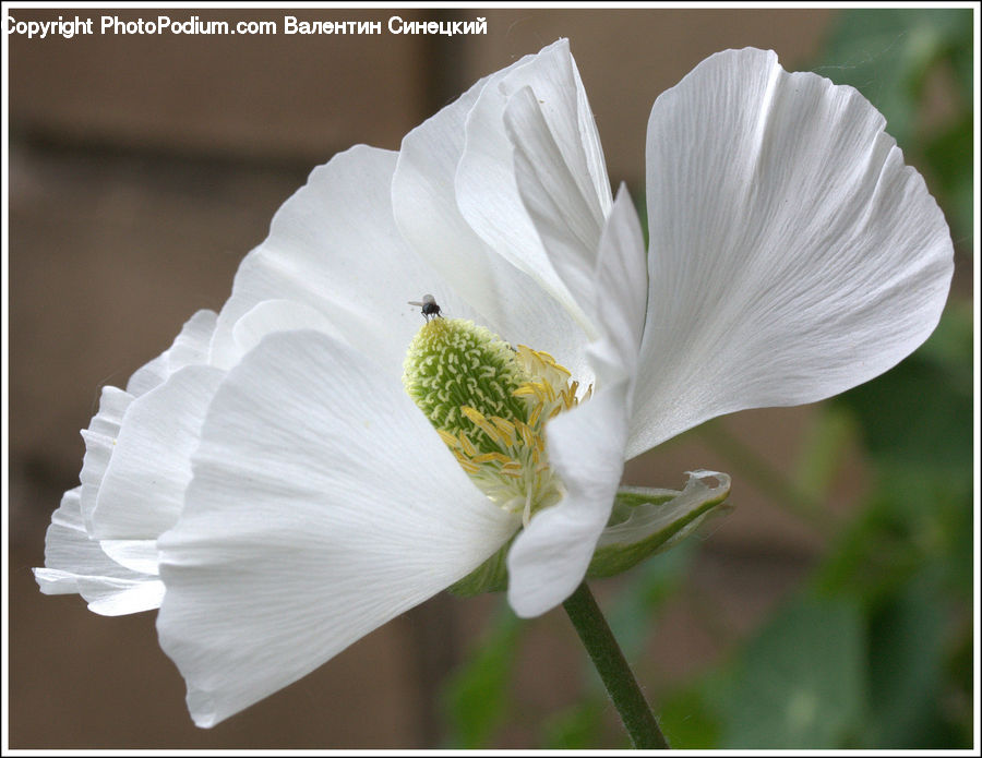 Cosmos, Flora, Pollen, Blossom, Flower, Plant, Anther