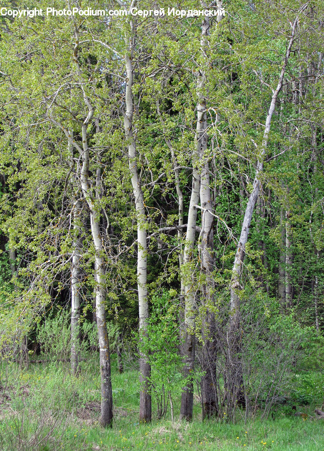 Birch, Tree, Wood, Forest, Jungle, Vegetation, Rainforest