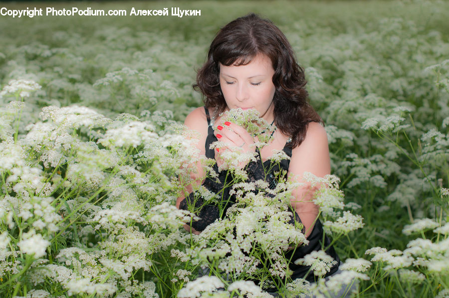 People, Person, Human, Apiaceae, Blossom, Plant, Flora