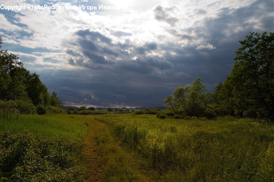 Field, Grass, Grassland, Land, Outdoors, Plant, Dirt Road