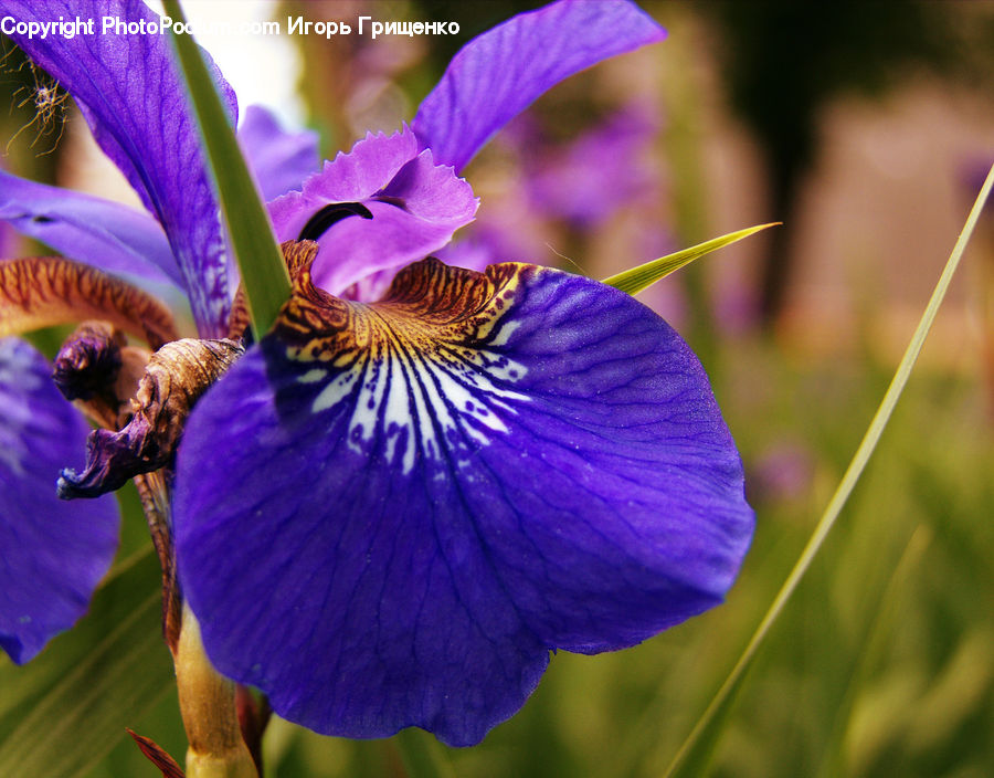 Bee, Bumblebee, Honey Bee, Insect, Invertebrate, Flora, Flower
