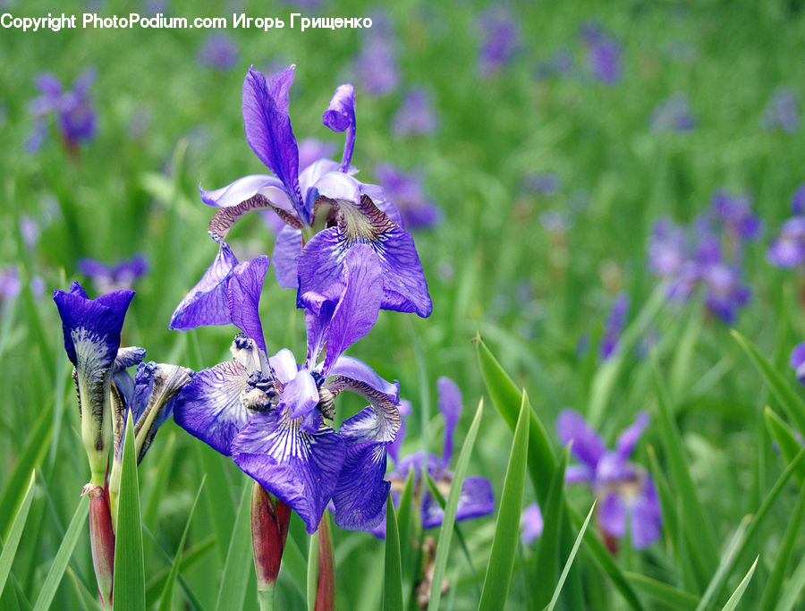 Flora, Flower, Iris, Plant, Blossom, Violet, Gladiolus