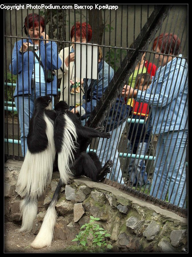 Animal, Canine, Collie, Dog, Mammal, Pet, Zoo