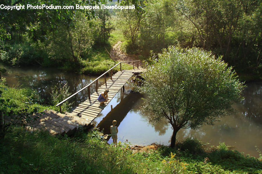 Land, Marsh, Pond, Swamp, Water, Landscape, Nature