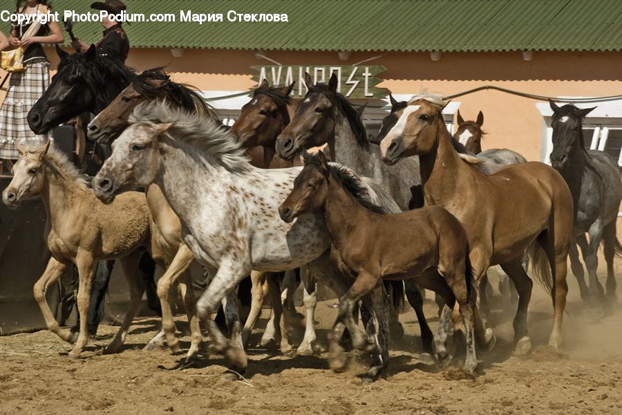 Animal, Horse, Mammal, Colt Horse, Foal
