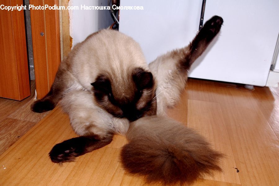 Animal, Cat, Pet, Siamese, Hardwood, Wood, Kitten