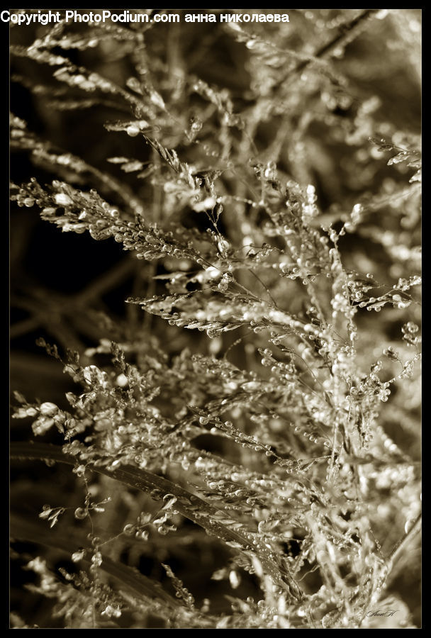 Frost, Ice, Outdoors, Snow, Field, Grass, Grassland