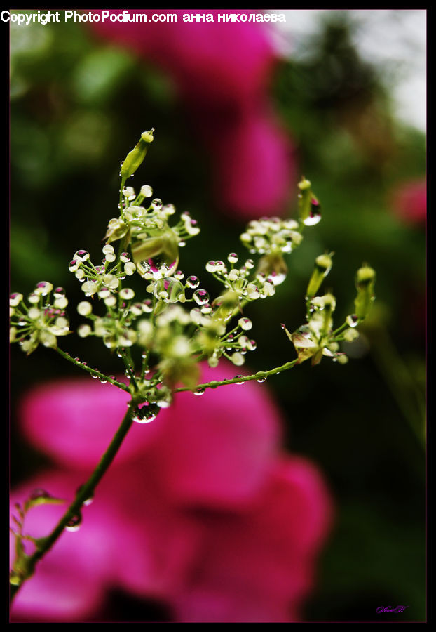 Blossom, Flora, Flower, Geranium, Plant, Pollen, Dill