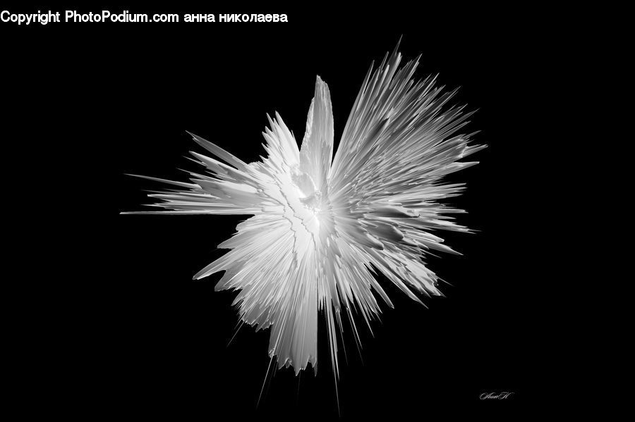 Fireworks, Night, Plant, Blossom, Flora, Flower