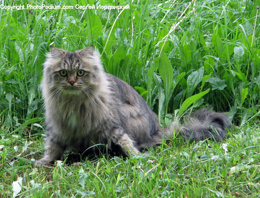 Animal, Cat, Kitten, Mammal, Pet, Manx, Herbal