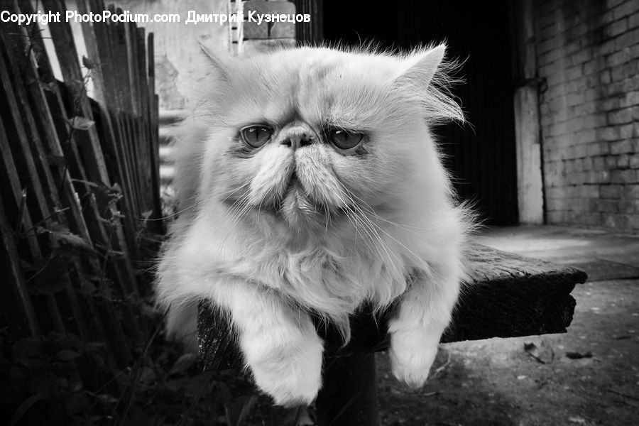 Animal, Adorable, Alley, Alleyway, Road, Street, Town