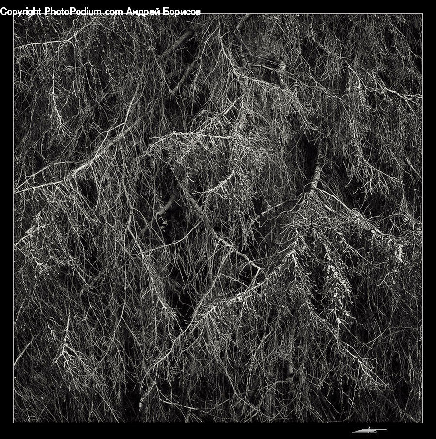Ground, Soil, Plant, Tree, Conifer, Fir