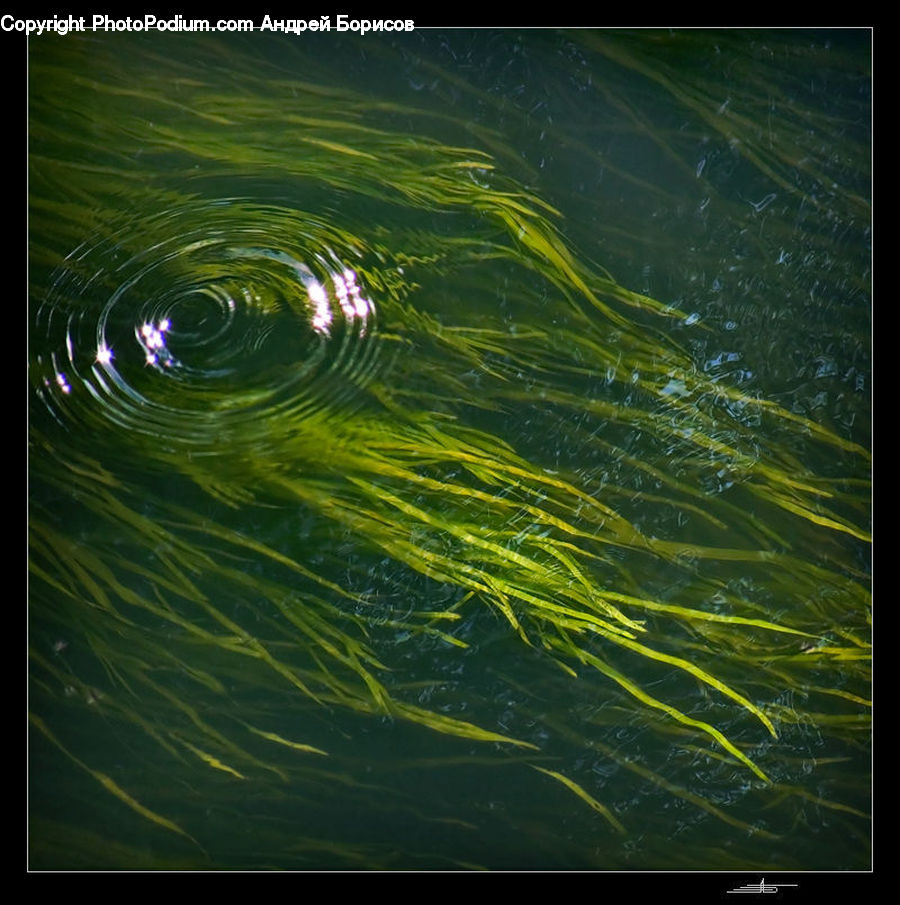 Outdoors, Ripple, Water, Droplet, Field, Grass, Grassland