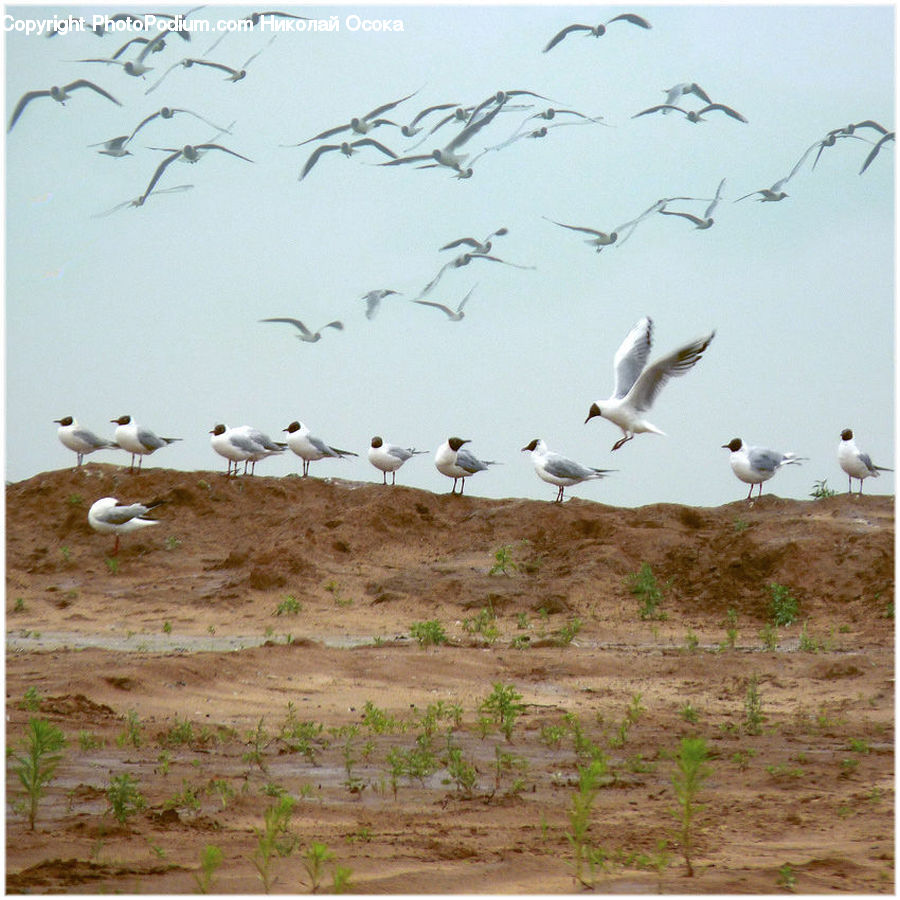 Bird, Seagull, Crane Bird, Heron