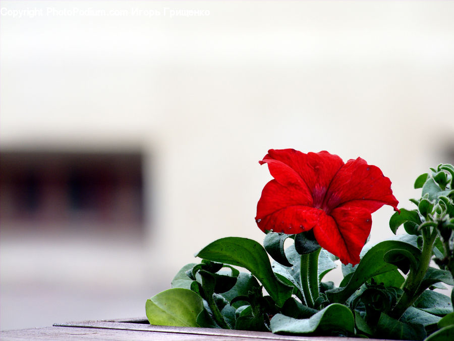 Blossom, Flora, Flower, Geranium, Plant, Floral Design, Flower Arrangement