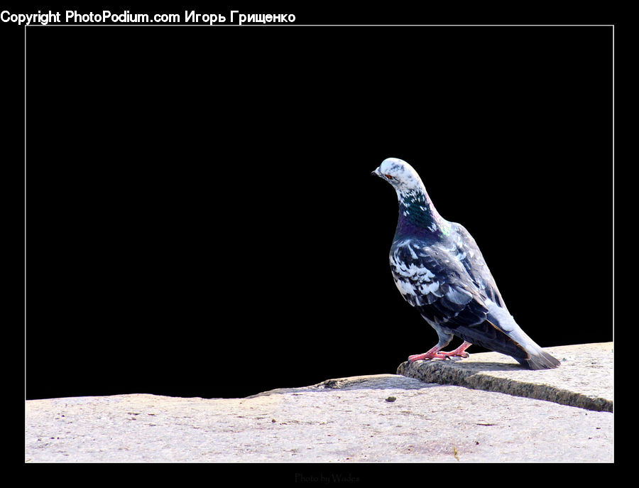 Bird, Pigeon, Dove