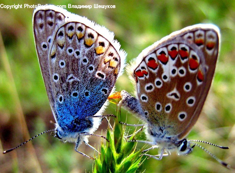 Butterfly, Insect, Invertebrate