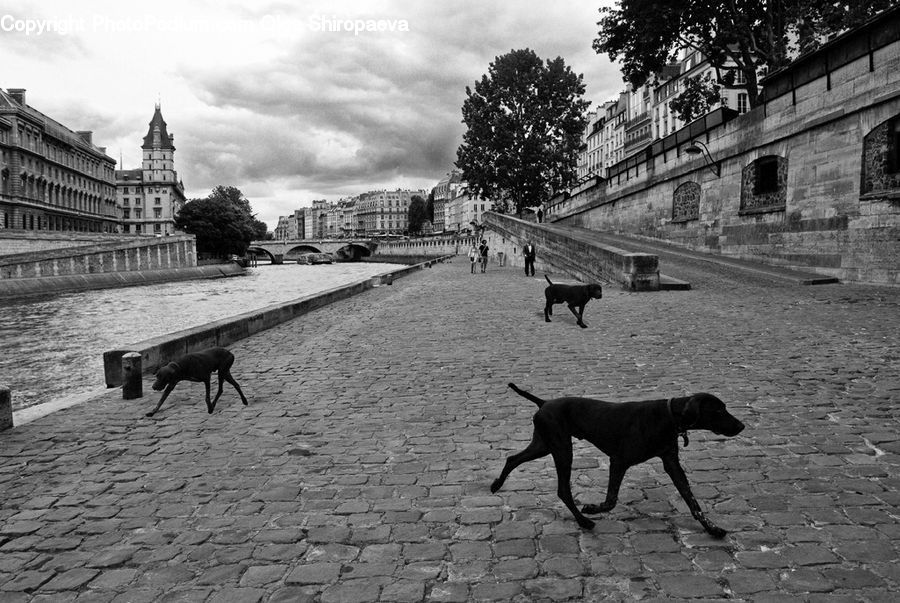 Animal, Horse, Mammal, Canine, Dog, Pet, Pointer