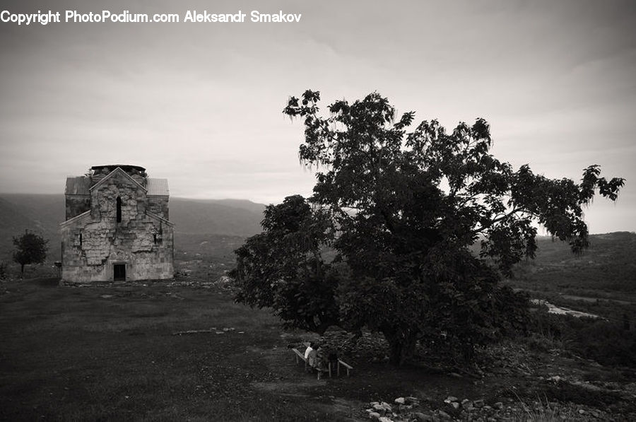 Tomb, Plant, Tree, Oak, Wood, Ruins, Field
