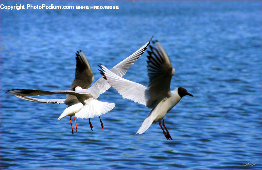 Bird, Pelican, Goose, Waterfowl, Duck, Teal, Booby