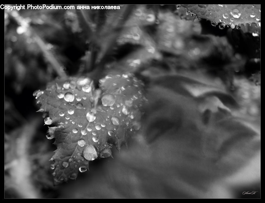 Smoke, X-Ray, Blossom, Flora, Flower, Plant, Petal