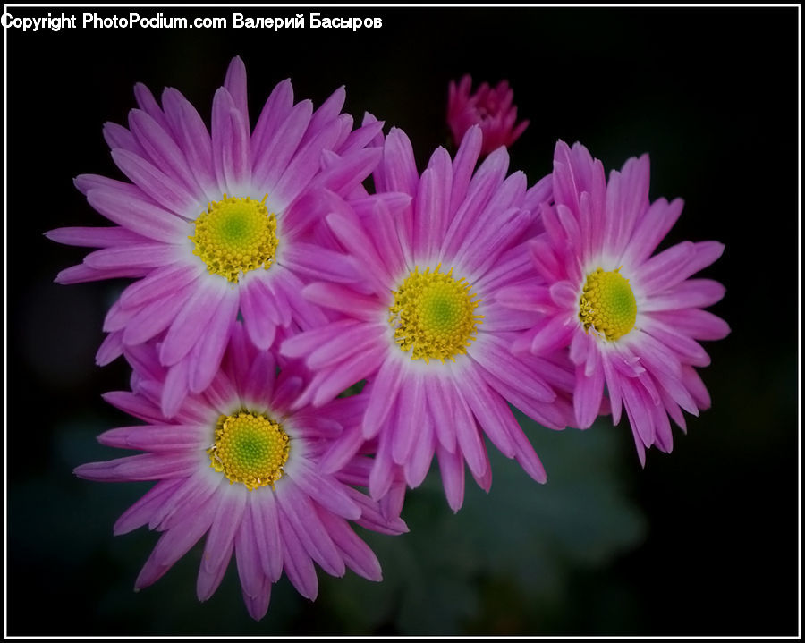 Blossom, Flora, Flower, Petal, Plant, Daisies, Daisy