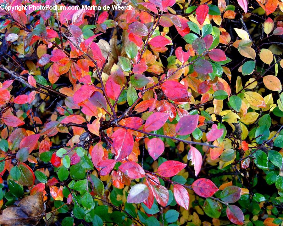 Ivy, Plant, Vine, Blossom, Flora, Flower, Ground