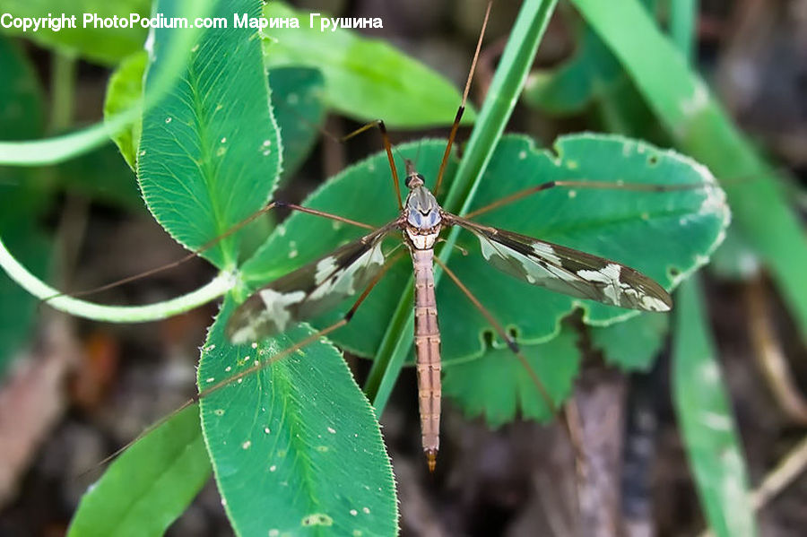 Plant, Arachnid, Garden Spider, Insect, Invertebrate, Spider, Anisoptera