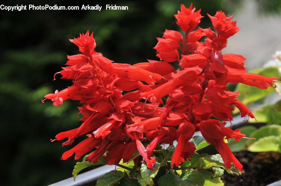 Flora, Flower, Gladiolus, Plant, Blossom, Geranium, Tulip