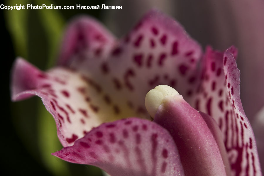 Flora, Flower, Foxglove, Plant, Blossom, Petal, Geranium