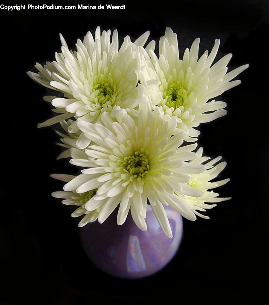 Blossom, Flora, Flower, Plant, Daisies, Daisy, Dahlia