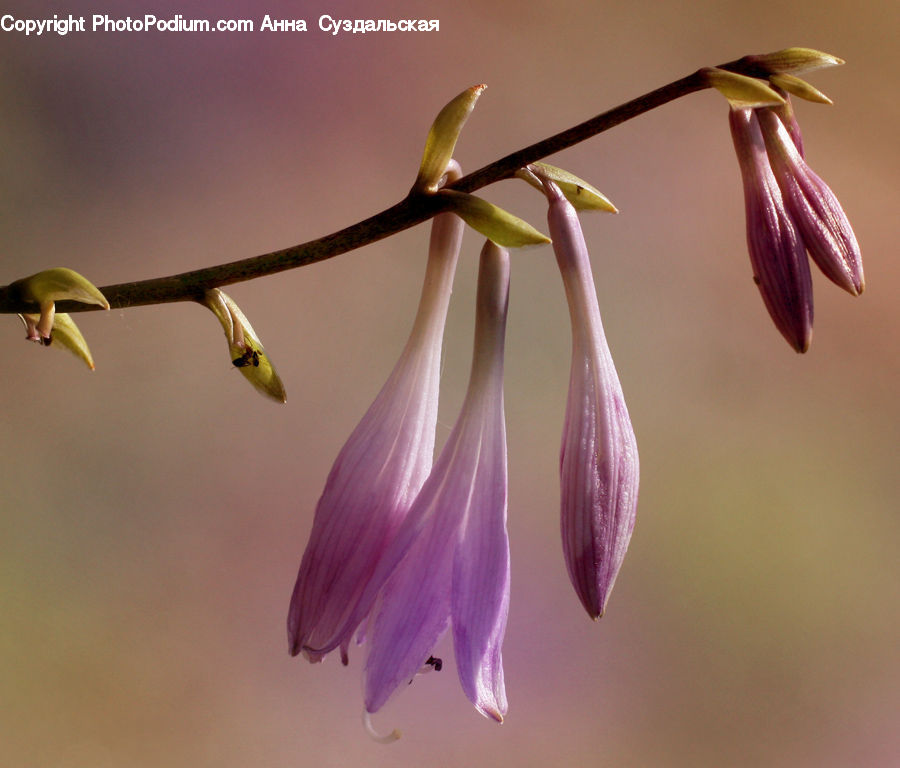 Flora, Flower, Gladiolus, Plant, Bud, Blossom, Geranium