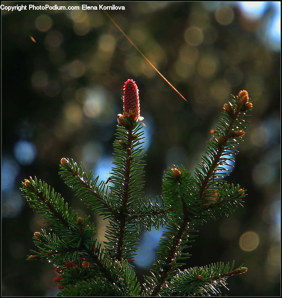 Conifer, Fir, Plant, Tree, Spruce, Wood, Pine