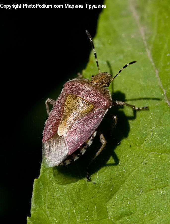 Aphid, Insect, Invertebrate, Cockroach, Andrena, Apidae, Bee