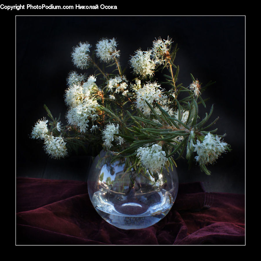 Flower Arrangement, Ikebana, Plant, Potted Plant, Vase, Flower, Flower Bouquet