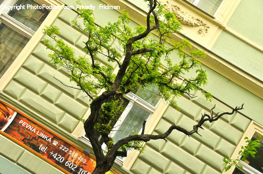 Bonsai, Plant, Potted Plant, Tree, Oak, Wood, Ivy