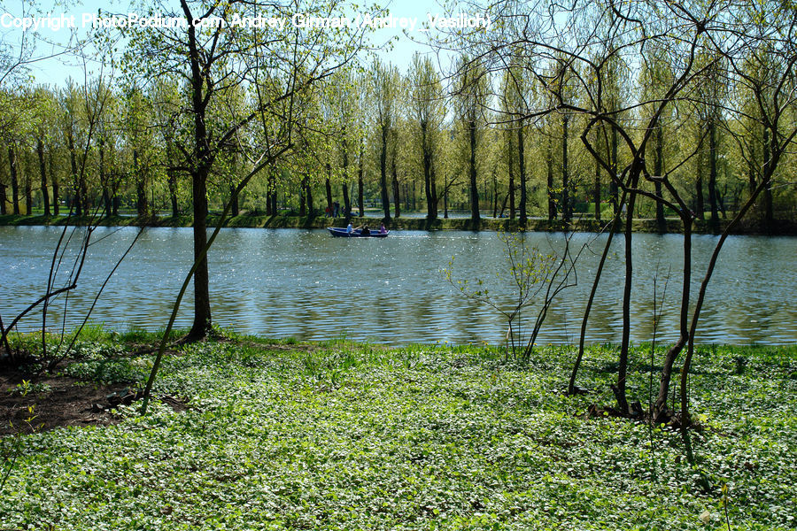 Forest, Grove, Land, Marsh, Outdoors, Swamp, Water